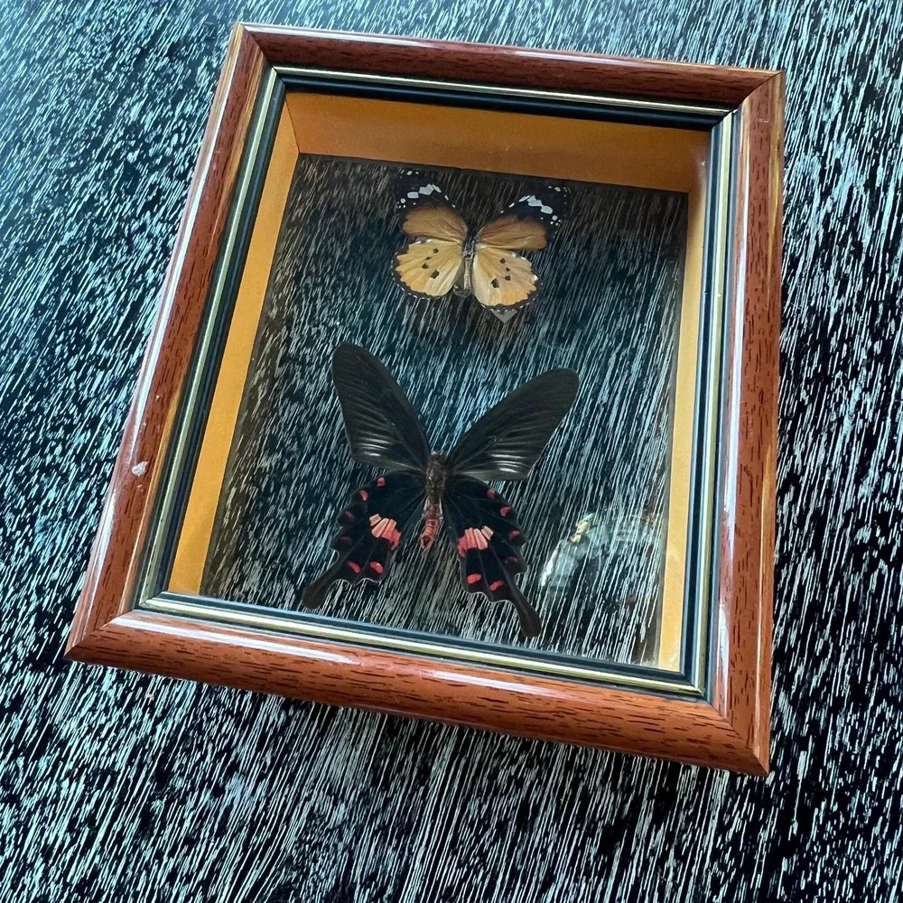 Vintage butterflies framed in shadow box